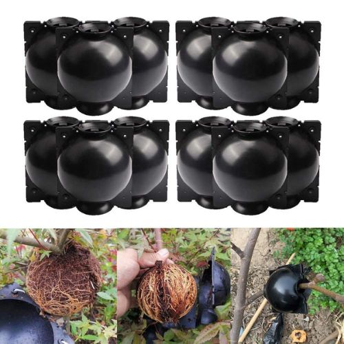 10x Plant Rooting Ball Main image