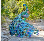 Vibrant Fantail Peacock-Back head Outdoor Garden Decor