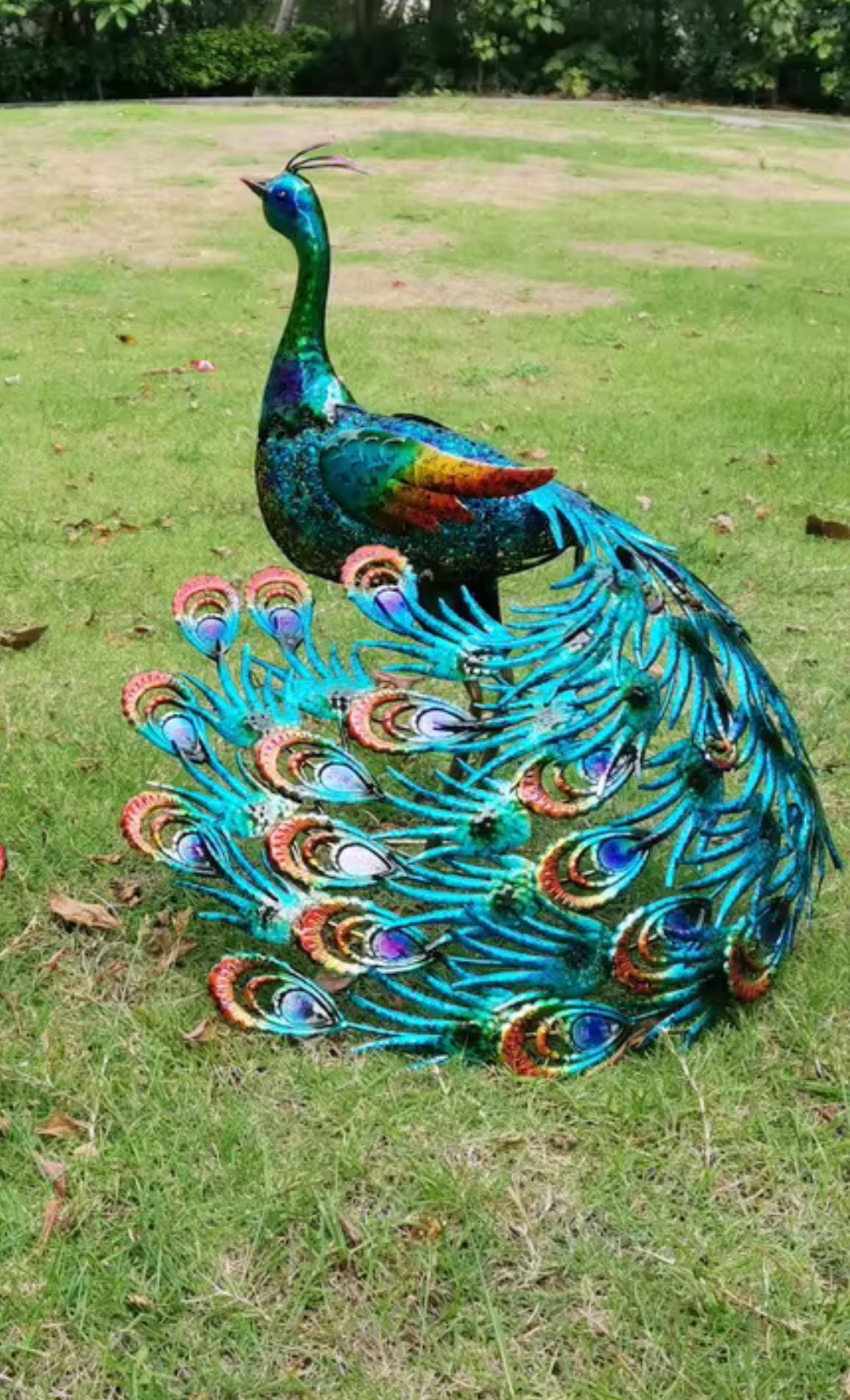 Vibrant peacock-Back head or Front head Outdoor Garden Decor